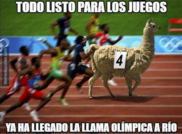 llama