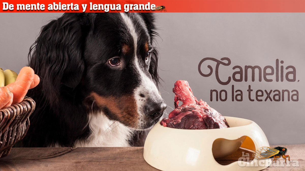 De mente abierta y lengua grande: Camelia, no la texana