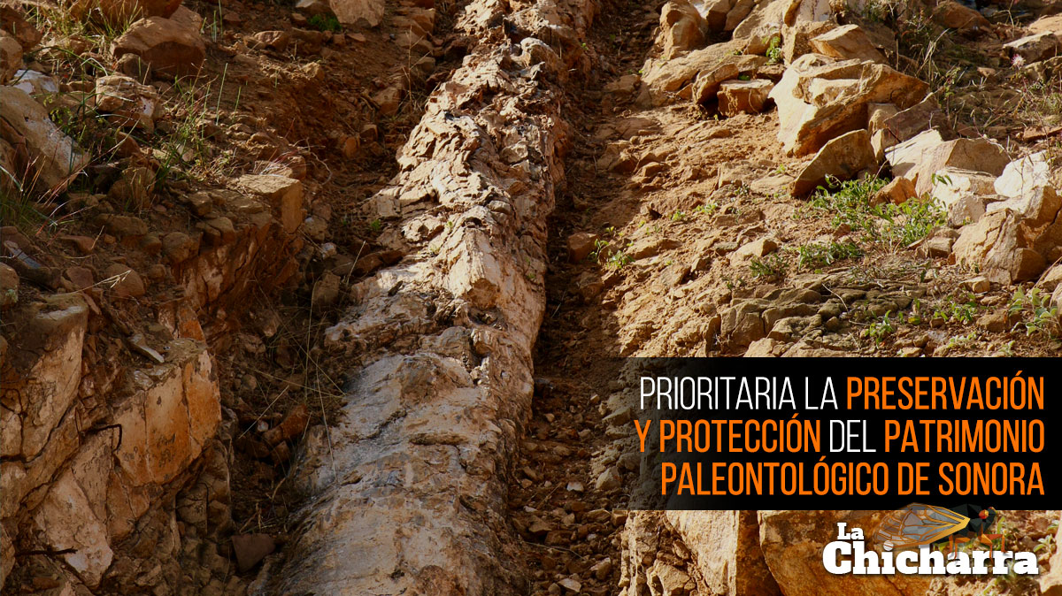 Prioritaria la preservación y protección del patrimonio paleontológico de Sonora