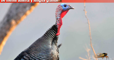 De mente abierta y lengua grande: Los dorados de la Teresa