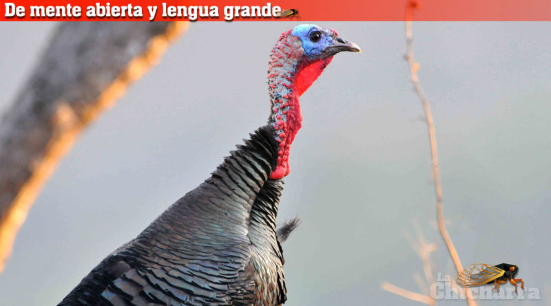 De mente abierta y lengua grande: Los dorados de la Teresa