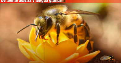 De mente abierta y lengua grande: Miel con cebolla