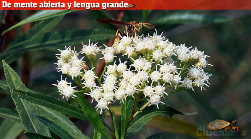 De mente abierta y lengua grande: La hierba multifacética