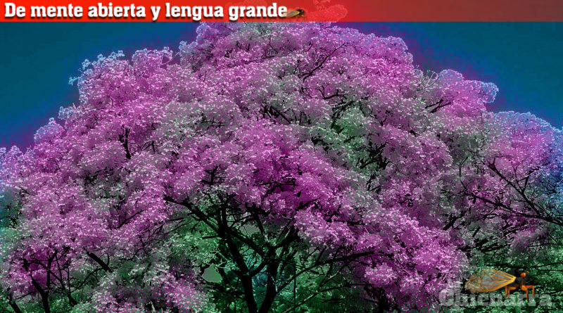 De mente abierta y lengua grande: El pino enlatado