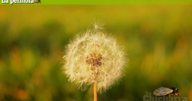 La perinola: Paciencia y la patria se salva