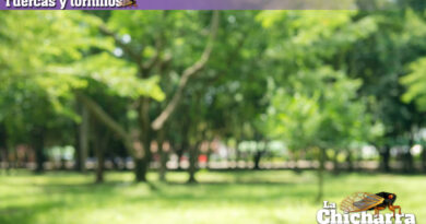 Tuercas y tornillos: Los árboles estorban en el centro de Hermosillo